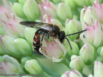 Common Furrow Bee