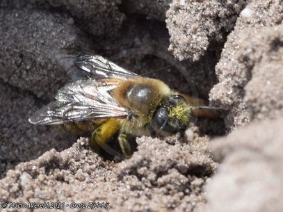 Early Colletes