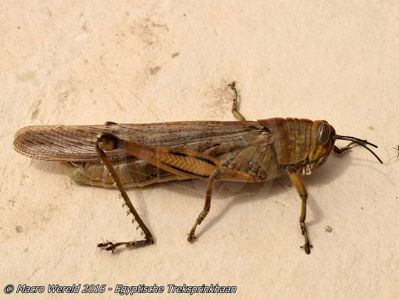 Egyptian Grasshopper (r.i.p.)