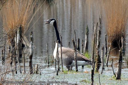 Greater Canada Goose