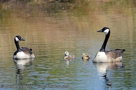 Greater Canada Geese