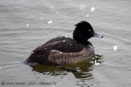 Tufted Duck ♀