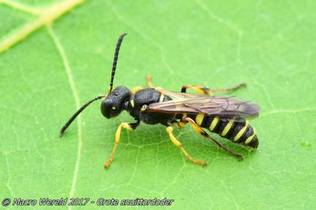 Ornate Tailed Digger Wasp
