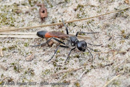 Red Banded Sand Wasp