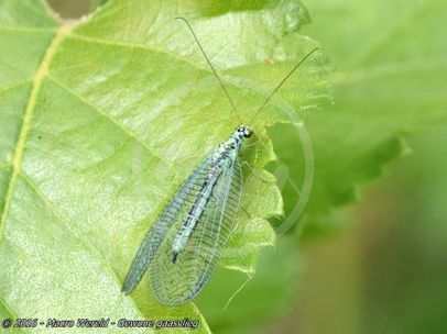 Common Lacewing