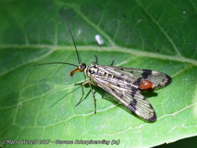 Common Scorpionfly ♂
