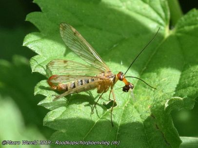 Red Headed Scorpionfly ♂
