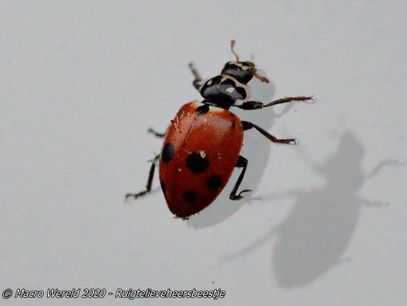 Variegated Lady Beetle