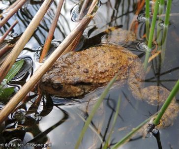 Common Toad (adult)