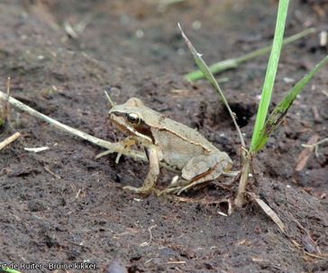 Common Frog (juvenile)