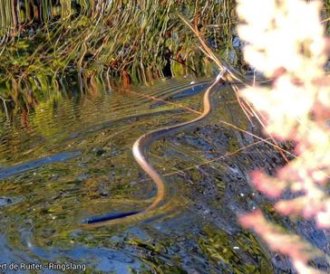 Barred grass snake