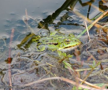 Green Frog spec.