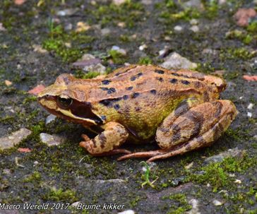 Common Frog (adult)