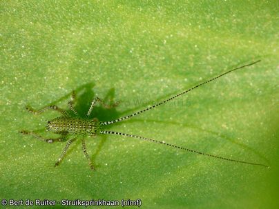 Speckled Bush-cricket (nimf)