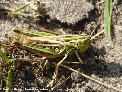 Lesser mottled grasshopper ♀