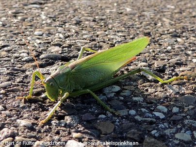 Great Green Bush Cricket♀