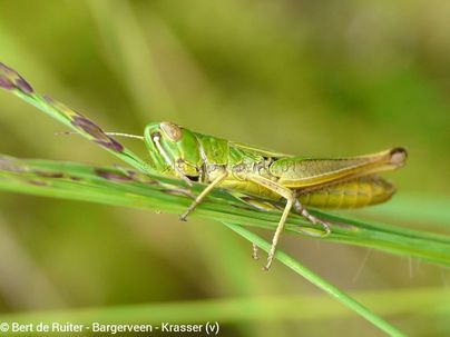 Meadow grasshopper ♀