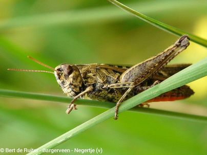 Woodland Grasshopper ♀
