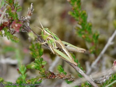 Lesser mottled grasshopper (nimf)