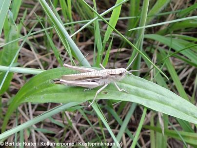 Lesser Marsh Grasshopper ♀