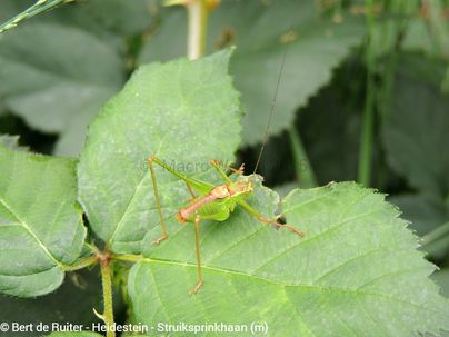 Speckled Bush-cricket ♂