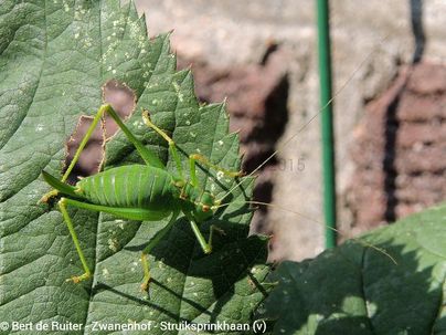 Speckled Bush-cricket ♀