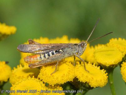Field Grasshopper ♂