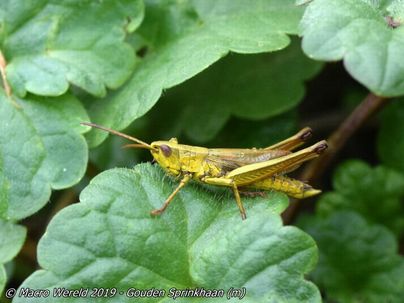 Large Golden Grasshopper ♂