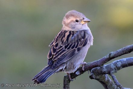 House Sparrow ♀