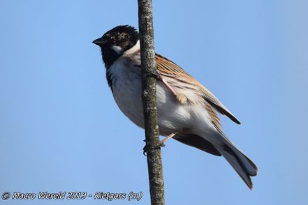 Common Reed Bunting ♂