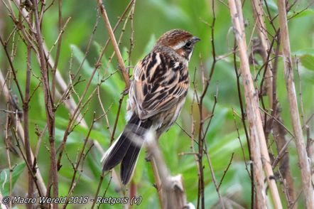 Common Reed Bunting ♀