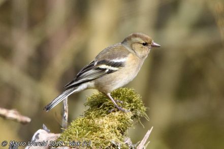 Common Chaffinch  ♀