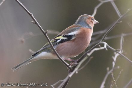 Common Chaffinch ♂