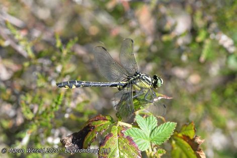 Club-tailed Dragonfly ♂