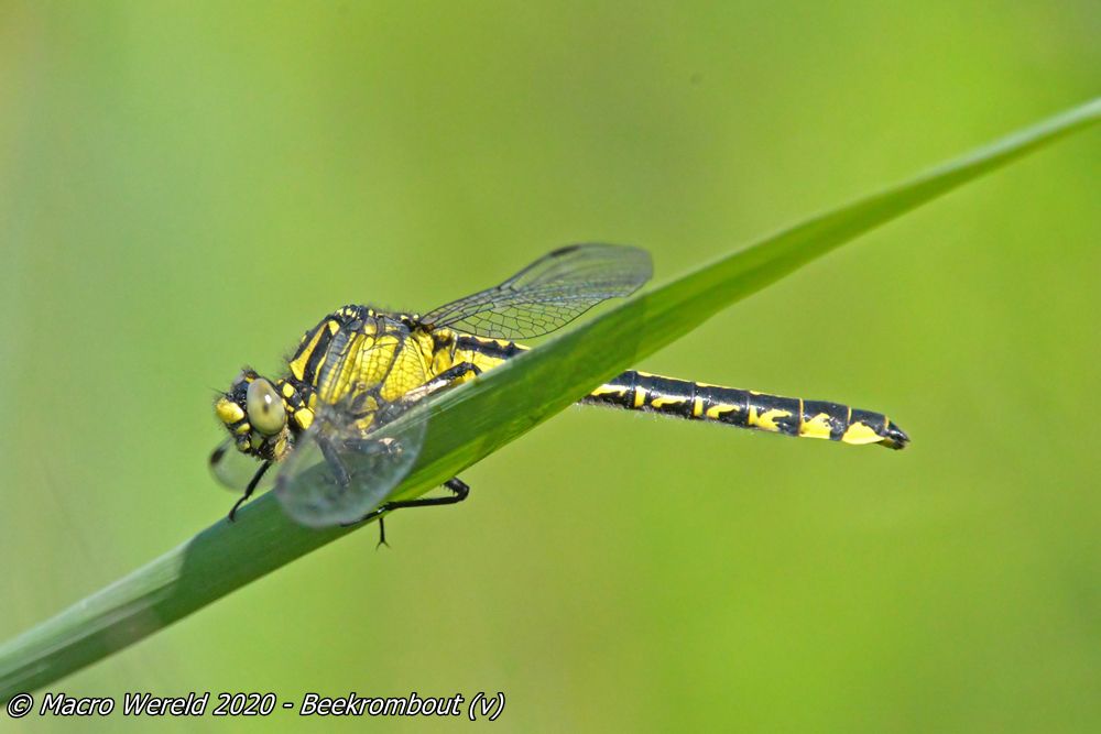 Beekrombout ♀