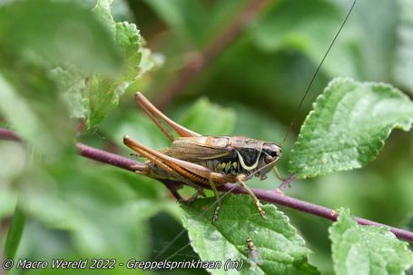 Roesel's bush-cricket (male)