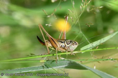 Roesel's bush-cricket (female)