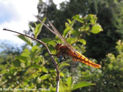 Broad-bodied Chaser ♀