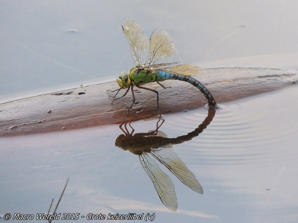 Grote keizerlibel ♀