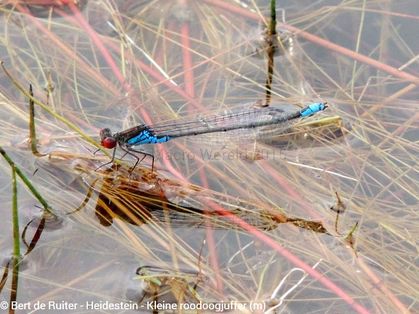 Small Red-eyed Damselfly ♂