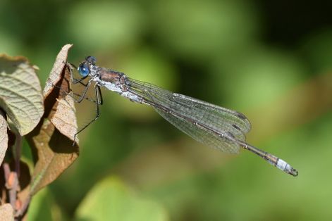 Robust Spreadwing ♂
