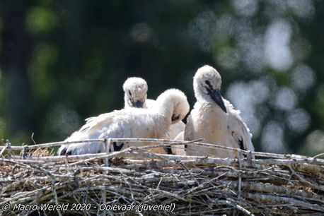 White Stork (juveniles)