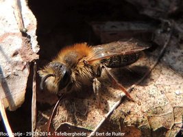 Bijen & Hommels